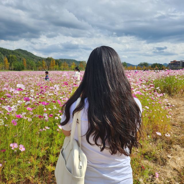 코스모스밭, 억새밭을 모두 구경할 수 있는 대전 아름드리소공원 | 트립닷컴 대전 코스모스밭, 억새밭을 모두 구경할 수 있는 대전 아름드리소공... 