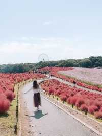 日本茨城國營常陸海濱公園：紅色波波草盛放，絕佳時機！