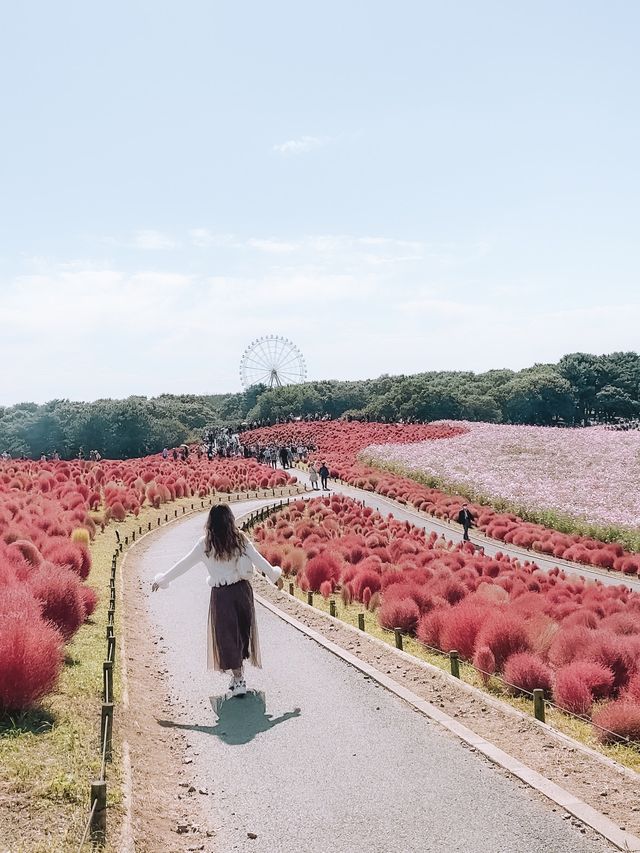 日本茨城國營常陸海濱公園：紅色波波草盛放，絕佳時機！