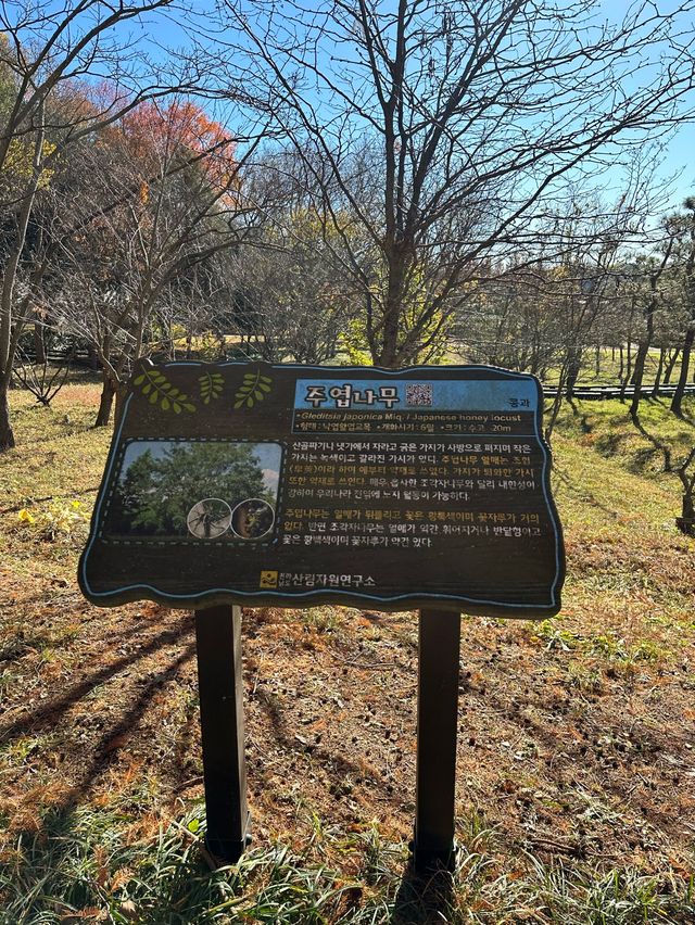 メタセコイヤの並木道が素敵すぎる！