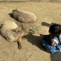 動物さんと触れ合いまくり★長崎バイオパーク
