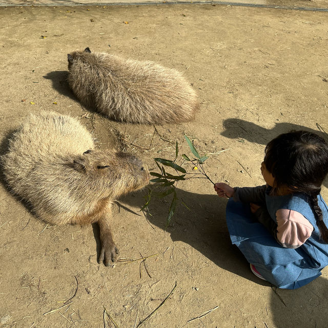 動物さんと触れ合いまくり★長崎バイオパーク
