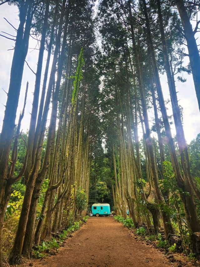 🌲포토스팟이 가득한 나만알고싶은 제주동쪽 "비밀의숲"🌲