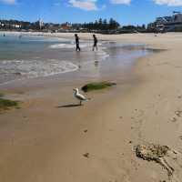 Sydney Bronte-Bondi Coastal Walk