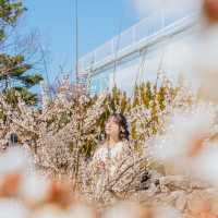 🌸봄이 가득 피어난 곳 [제주, 휴애리]🌼
