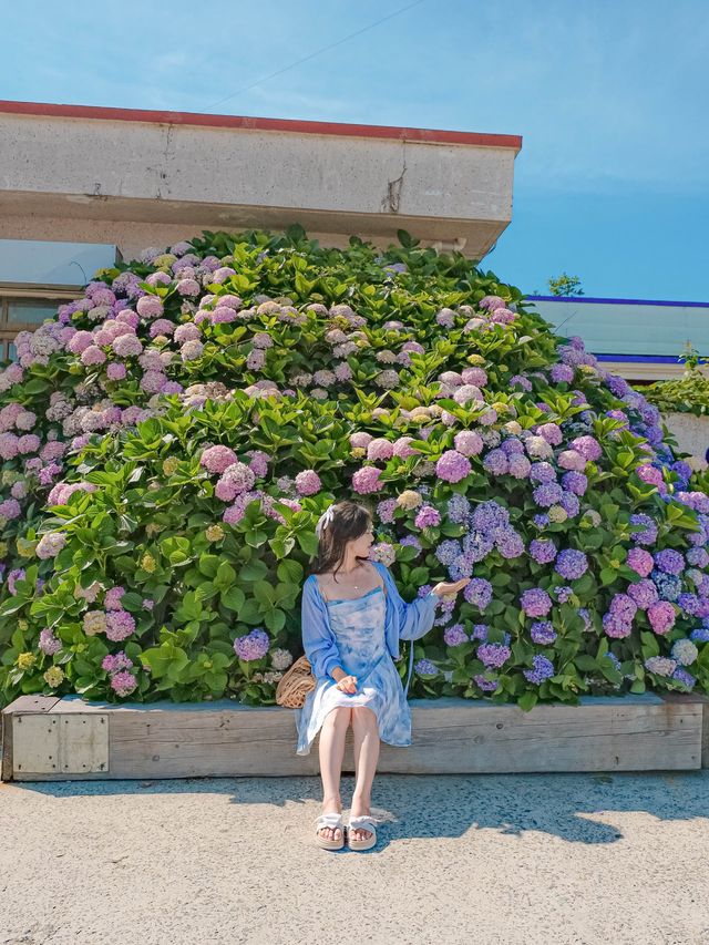 거제도 수국 스팟 모음집 이거만 보고 가도됩니다✨ 거제도 수국 스팟 모음집 이거만 보고 가도됩니다✨
