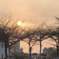 台南學甲2023蜀葵花文化節