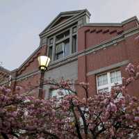 造幣局桜の通り抜け、桜は既に散り始め、有終の美