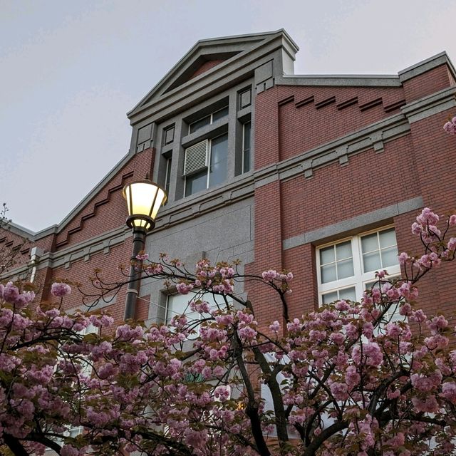 造幣局桜の通り抜け、桜は既に散り始め、有終の美