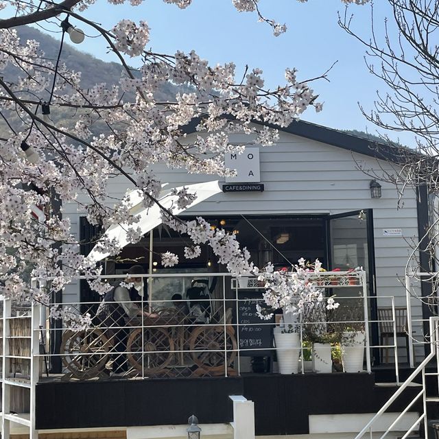 경남 꽃놀이 명소 모음🌸