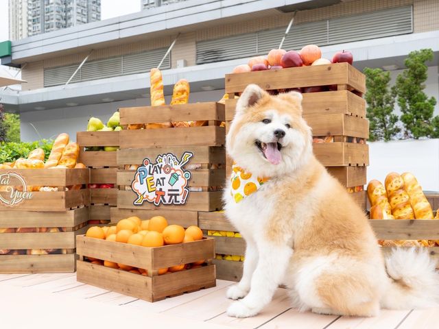 大埔2萬呎寵物共享花園登場 大埔2萬呎寵物共享花園登場