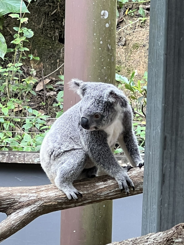 【世界の車窓から】キュランダ鉄道やコアラお触りで自然満喫🐨🌿