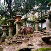 Exploring Nara With Adorable Deers - Nara Park