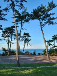 소나무와 바다가 아름답게 조화로운 울산 송정공원🌲