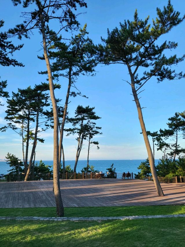 소나무와 바다가 아름답게 조화로운 울산 송정공원🌲