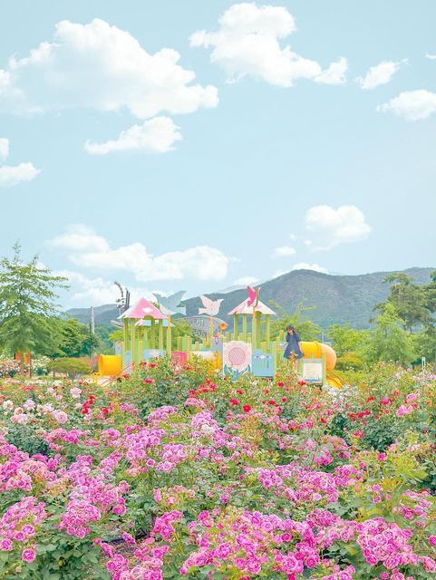 무슨 장미를 좋아할지 몰라 다 준비해봤어🌹