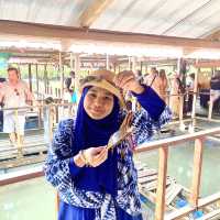 Amazing experience to Mangrove tour!!