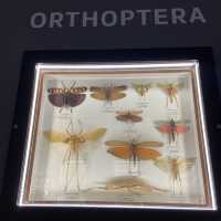 Entopia: Nature's Captivating Haven