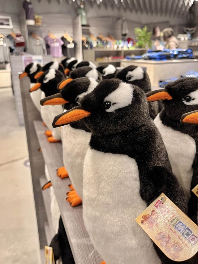 세상에서 가장 작은 펭귄의 퇴근길, 필립 아일랜드 펭귄 퍼레이드🐧