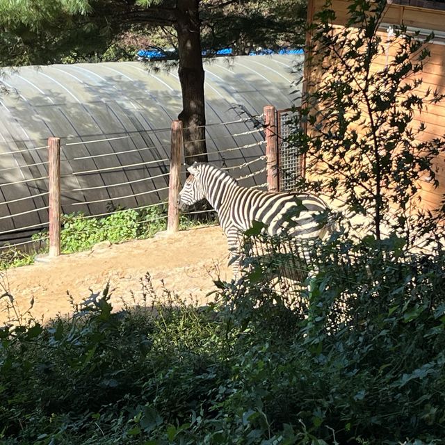 아이랑 방문하면 너무 좋은 청주 동물원 ✨
