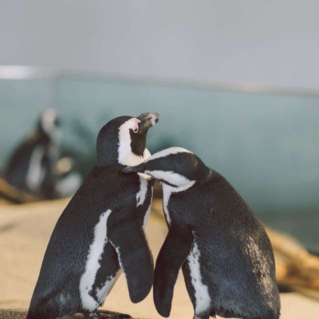 【大阪】動物にも会える水族館！？「ニフレル」は水族館🐠×動物園🐧×美術館🖼で見どころ沢山！