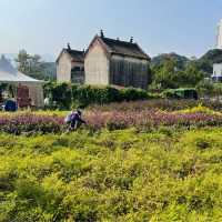 蝶豆花園
