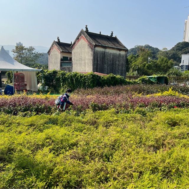 蝶豆花園