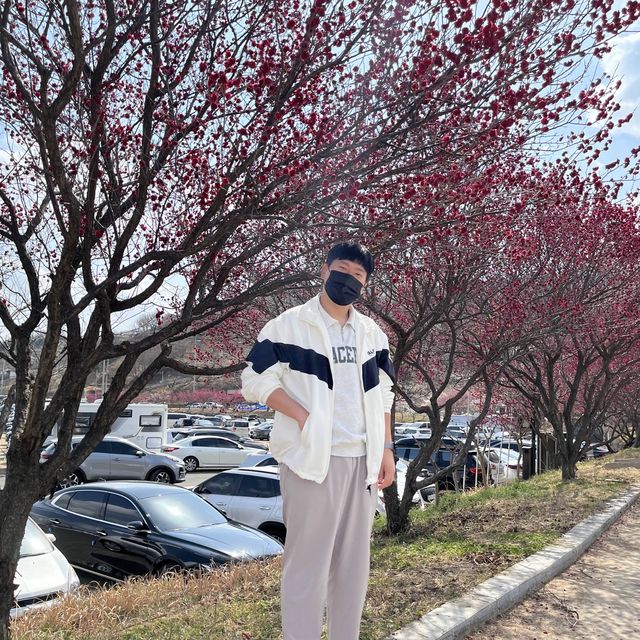 벚꽃이 피기 전 3월에는 광양 매화 축제와 함께