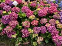 香港賞花 | 維園花展 | 主題花繡球花篇