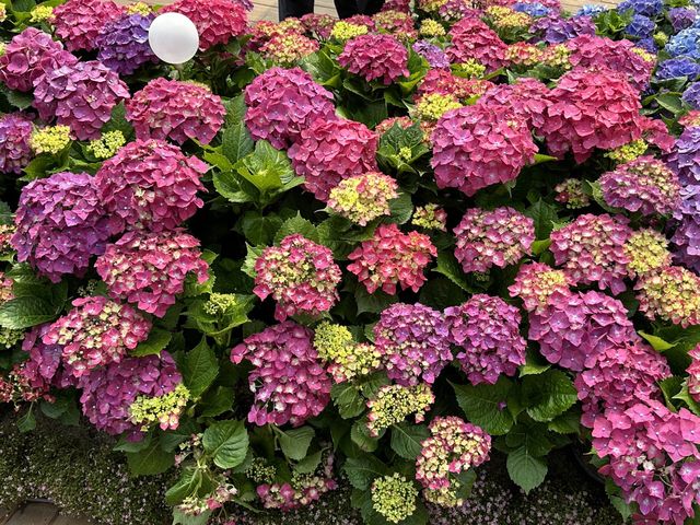 香港賞花 | 維園花展 | 主題花繡球花篇