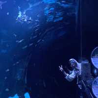 Aquarium Phuket 🐟🧜🏻‍♀️💦