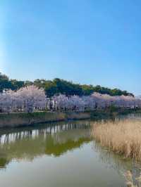 울창한 소나무 숲 속에 벚꽃 팡팡🌳💓