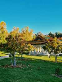 Multi-cultural garden in Canberra! 🌸