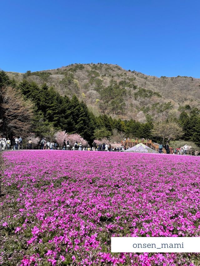 【山梨】富士山と桜が同時に見れる「富士芝桜まつり」🗻🌸