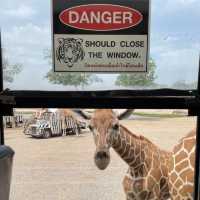 探索自然奇觀，曼谷北碧府野生動物園絕對不能錯過！