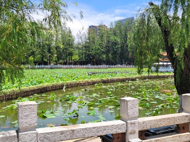 昆明～落機市區簡易遊- 翠湖＆老街［新手獨遊適合］