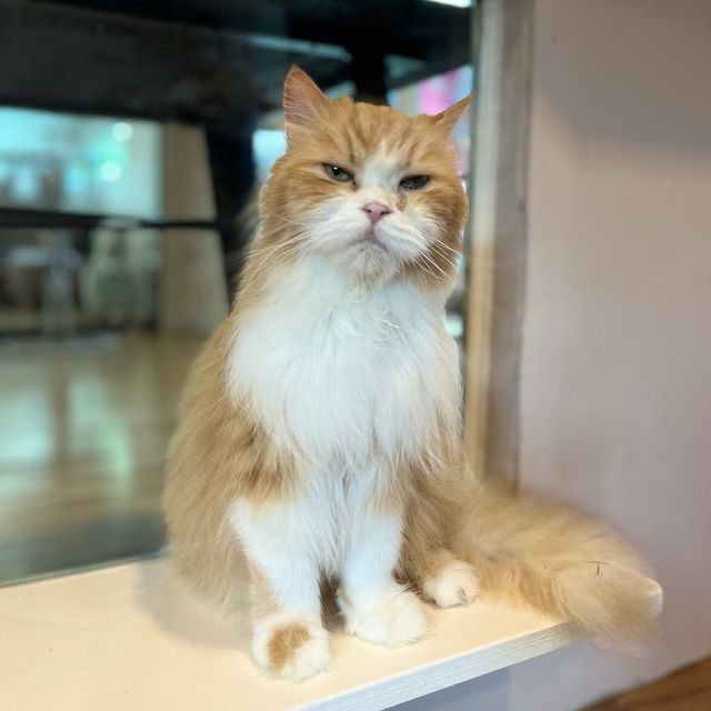 กอดน้องหมา เล่นน้องแมว กินของอร่อยแถวทวีวัฒนา