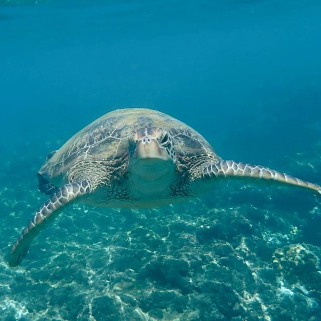 與海龜共舞🐢｜小琉球花瓶岩