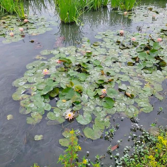 花蓮秘密基地💖💞與小叮噹拍照、孔雀開屏好美麗