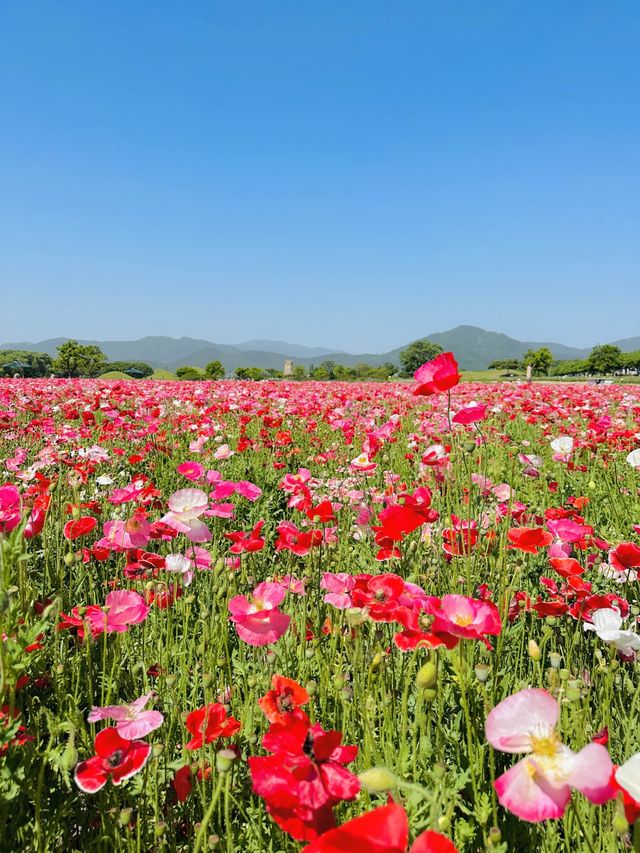 매계절 동화속 같은 예쁜 풍경으로 가득한 경주🌹🌈