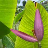 Angkor's Blooming Haven: Nature's Delight