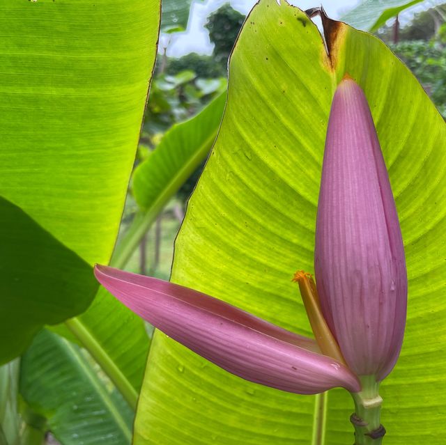 Angkor's Blooming Haven: Nature's Delight