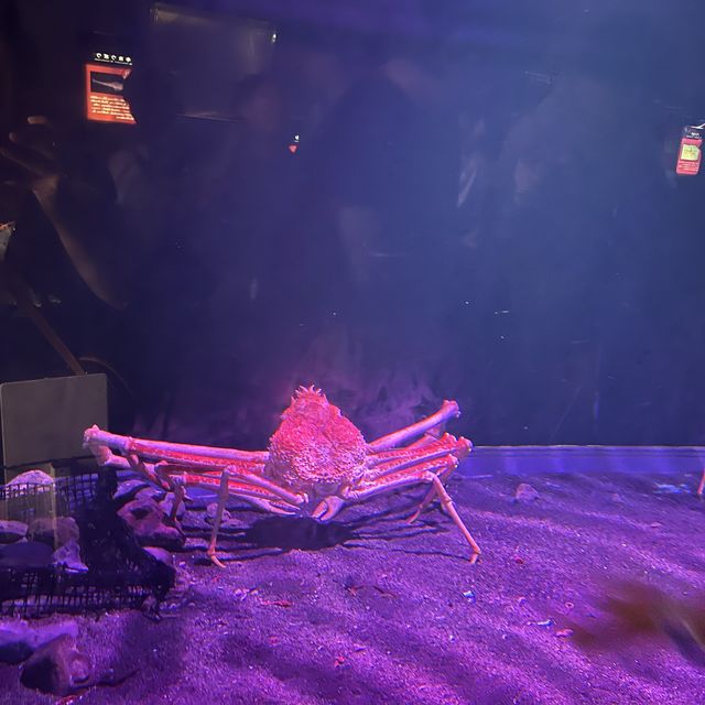 日本最大水族館❤️親子遊推介