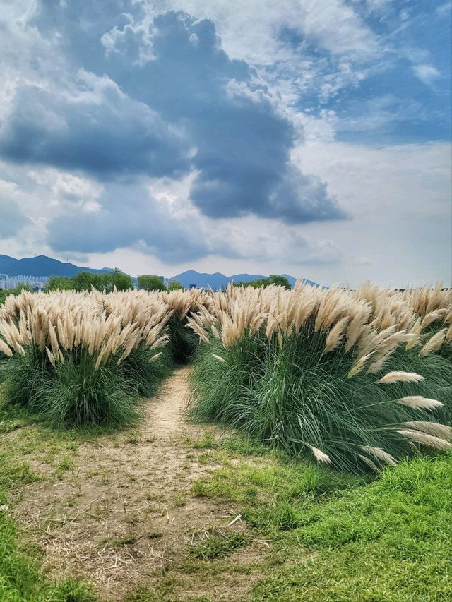 부산에서도 예쁜 팜파스를 볼수 있어요🌾
