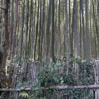 【ペットとお出かけ】嵐山公園をお散歩！
