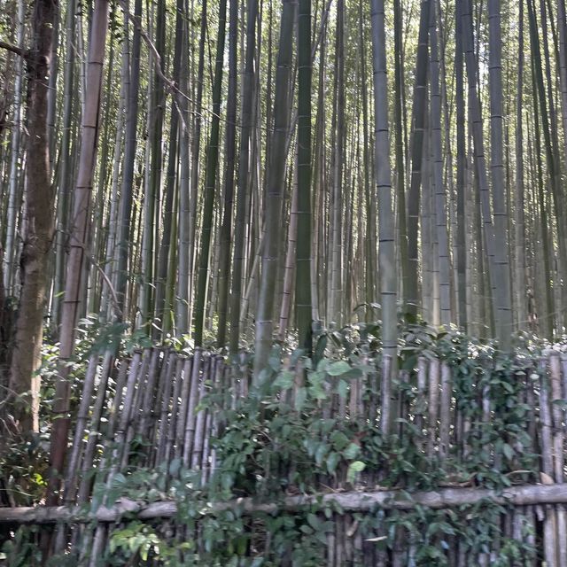 【ペットとお出かけ】嵐山公園をお散歩！