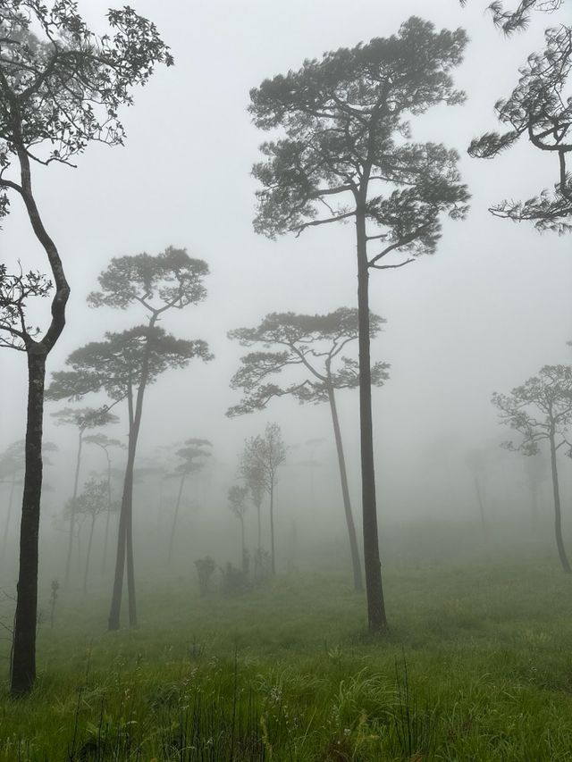 อุทยานแห่งชาติภูสอยดาว | Phu soi dao National Park