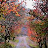 梨山 🍐🍁秋日中的山間🏞️🍂