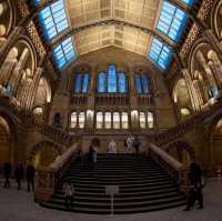 Natural History Museum 🇬🇧