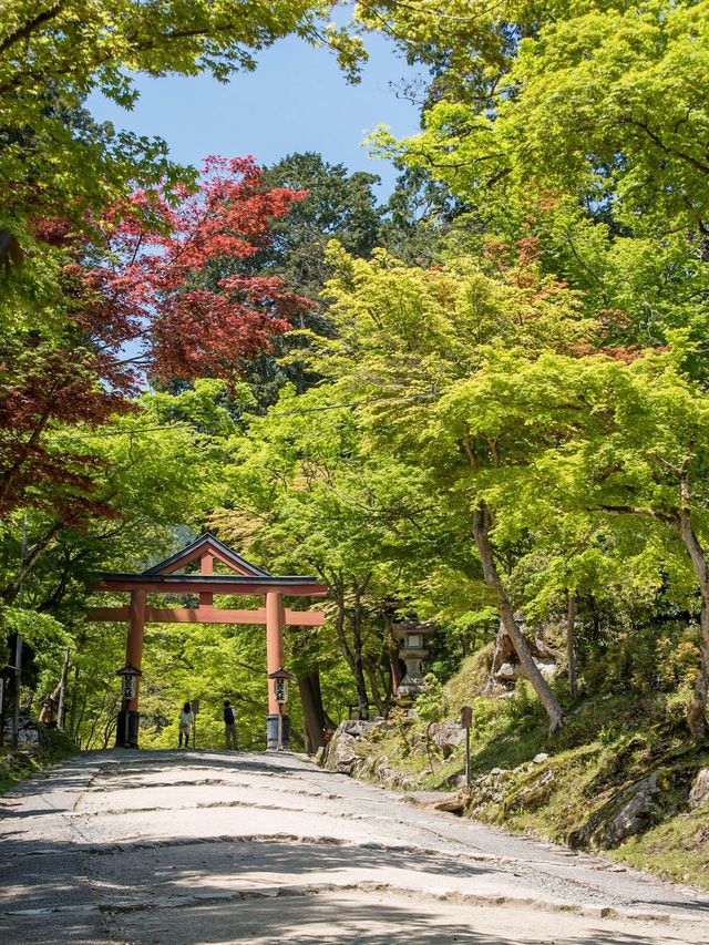 【初夏の新緑を味わおう！🌿】滋賀県・湖西エリアの新緑オススメスポット紹介&コース紹介！🚃✨